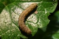 Xestia c-nigrum