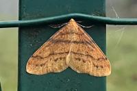 Phigaliohybernia aurantiaria