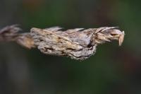 Asteroscopus sphinx