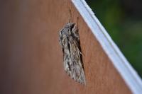 Asteroscopus sphinx