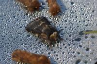 Poecilocampa populi populi