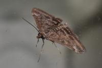 Pyrausta despicata despicata