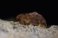 Ptilophora plumigera