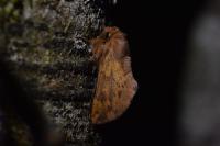 Ptilophora plumigera