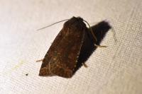 Conistra ligula