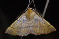 Colotois pennaria