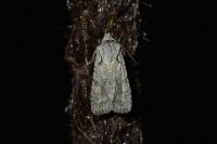 Lithophane ornitopus