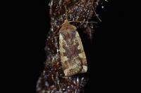 Conistra erythrocephala
