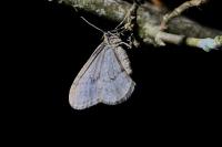 Operophtera brumata