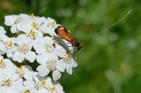 Nemophora metallica