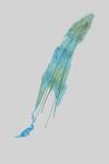 Mirificarma flavella