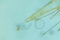 Mirificarma flavella