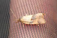 Philedone gerningana