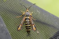 Bembecia ichneumoniformis