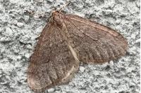 Operophtera brumata