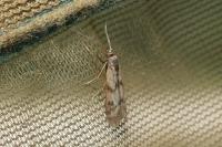 Homoeosoma sinuella
