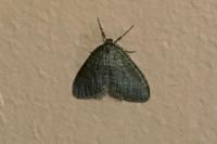 Operophtera brumata