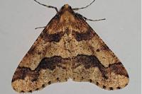 Erannis defoliaria