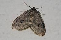 Operophtera brumata