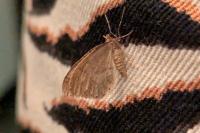 Operophtera brumata