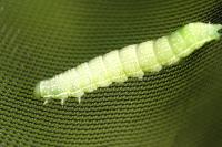 Cosmia pyralina