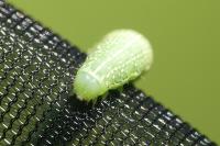 Cosmia pyralina