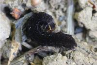 Eupsilia transversa