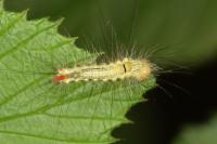Calliteara pudibunda