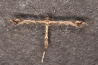 Amblyptilia acanthadactyla
