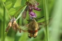 Hemaris fuciformis