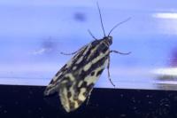Emmelia trabealis