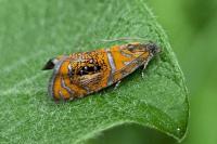 Olethreutes arcuella