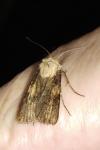 Agrotis puta