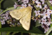 Helicoverpa armigera