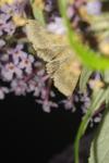 Helicoverpa armigera