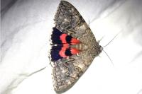Catocala nupta