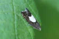 Pammene regiana