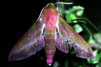 Deilephila elpenor