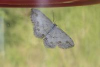 Scopula ornata