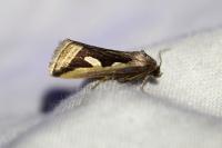 Deltote uncula