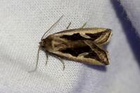 Deltote uncula