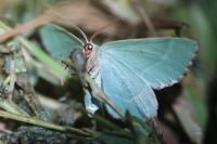 Thalera fimbrialis