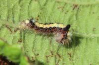 Acronicta psi
