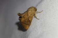Apoda limacodes