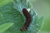 Eupsilia transversa