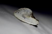 Cilix glaucata