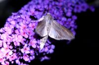 Cucullia umbratica