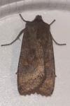 Eupsilia transversa