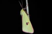 Diacrisia sannio