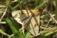 Diacrisia sannio